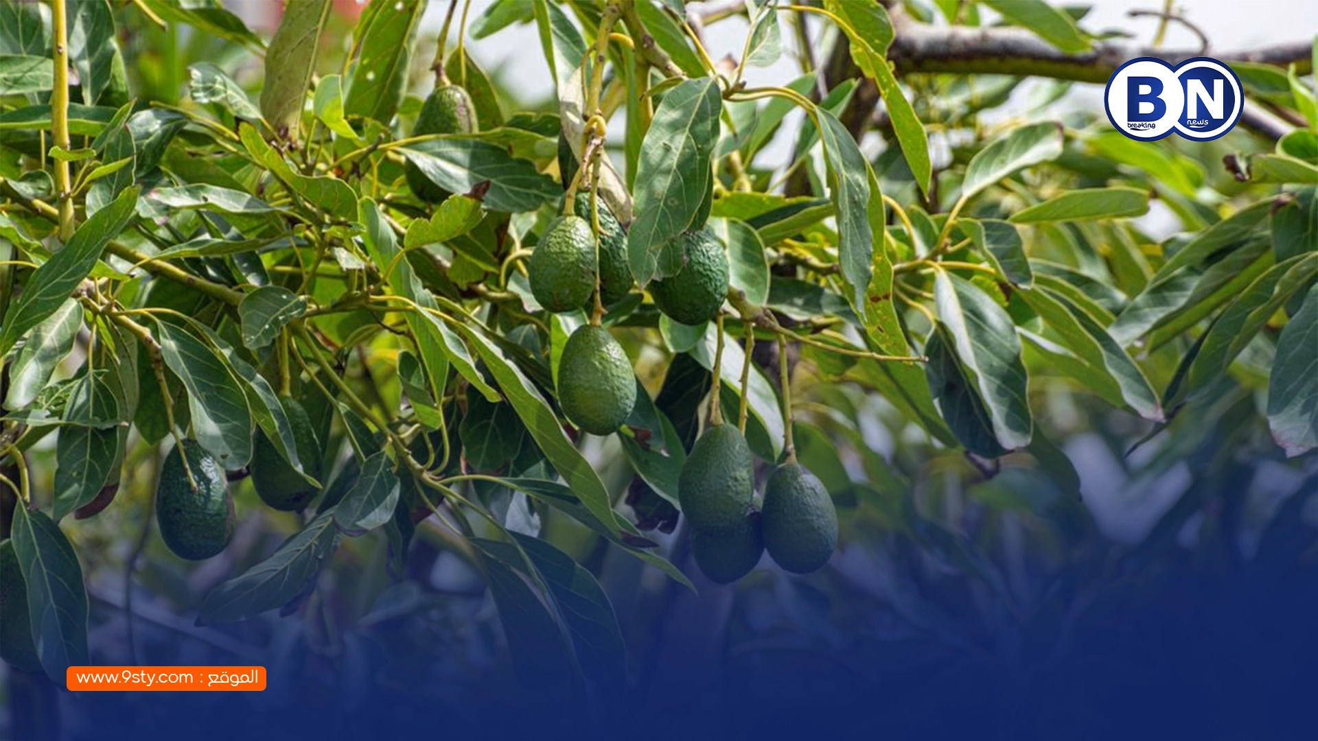 مشروع الأفوكا بشفشاون يعود للواجهة بعد ست سنوات من الإخفاق… 115 مليون درهم بلا نتائج