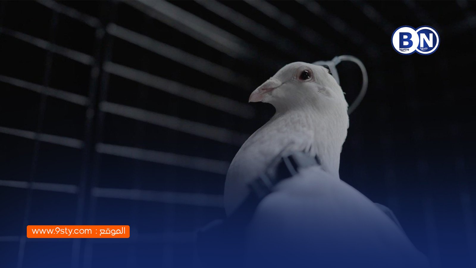 شركة روسية تطوّر : حمامًا بيولوجيًا مُسيّرًا عبر شرائح عصبية